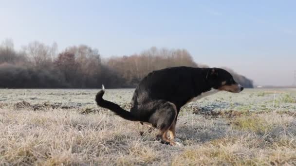 Dog Pooping Grass Park — Stock Video