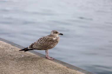 sea gull on the shore.
