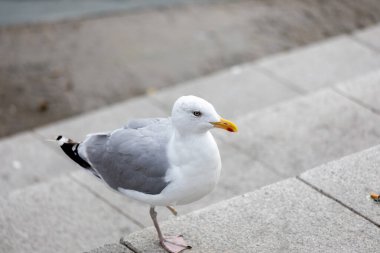 Close-up Of Seagull Perching On Boardwalk, only one leg