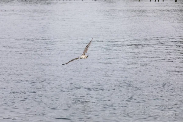Seagull Flying Prey Coast — Foto Stock