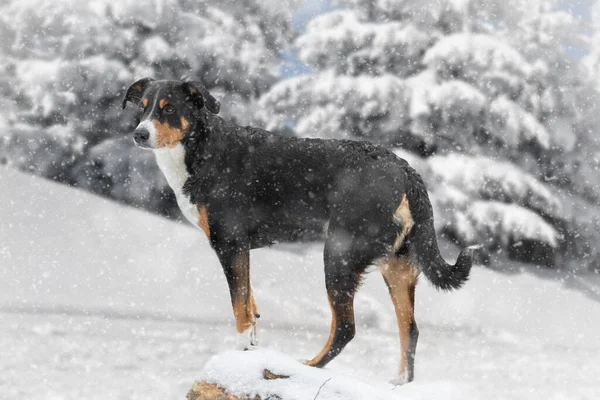 Σκύλος Στέκεται Στο Χιόνι Αποσβεστήρας Sennenhund — Φωτογραφία Αρχείου