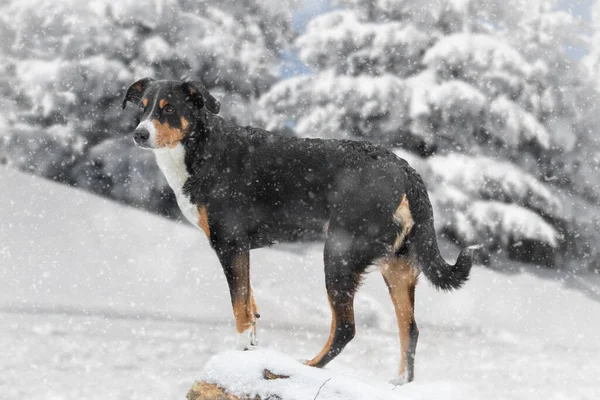 Hund Steht Schnee Appenzeller Sennenhund — Stockfoto