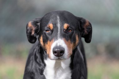 Appenzeller Sennenhund 'un gözünün yanına eklenmiş Tick' in yakın plan görüntüsü