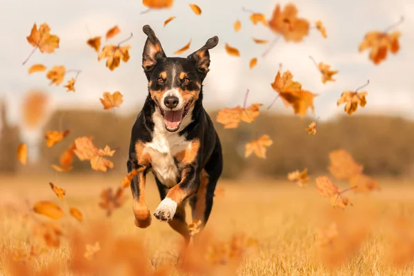 Appenzeller Sennenhund Jumping Autumn Leaves — Stok fotoğraf
