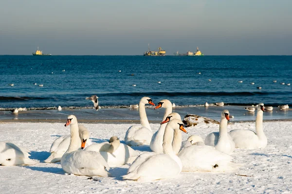 Bird family. — Stock Photo, Image