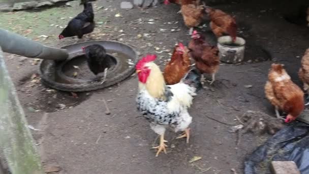 Enten und Hühner auf einem Bauernhof. — Stockvideo