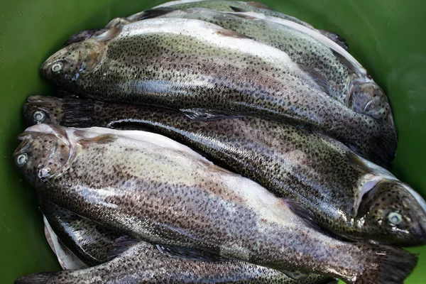 Trout in polish cuisine. — Stock Photo, Image