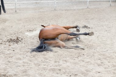 Uluslararası atlama Yarışması - csio sopot, Polonya.