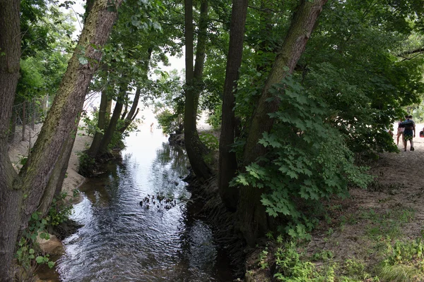 Foresta sulla spiaggia. — Foto Stock