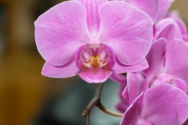 Orchidaceae.