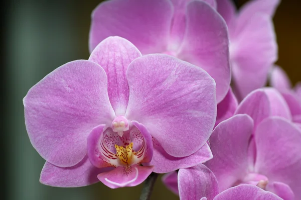 Orchidaceae. — Stock Photo, Image