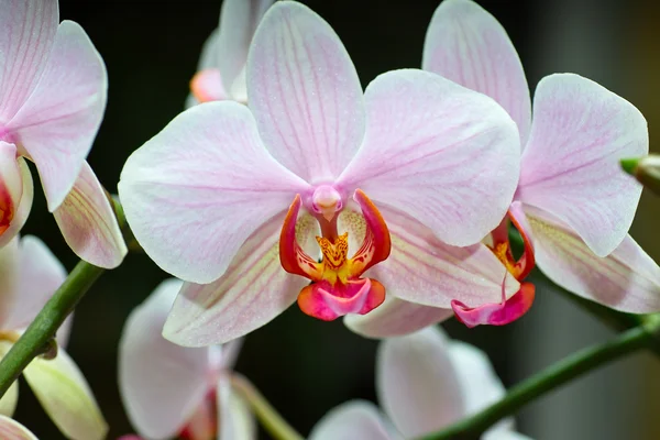 Orchidaceae. — Stock Photo, Image