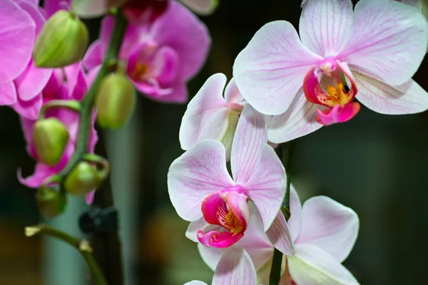 Orchidaceae. — Stock Photo, Image