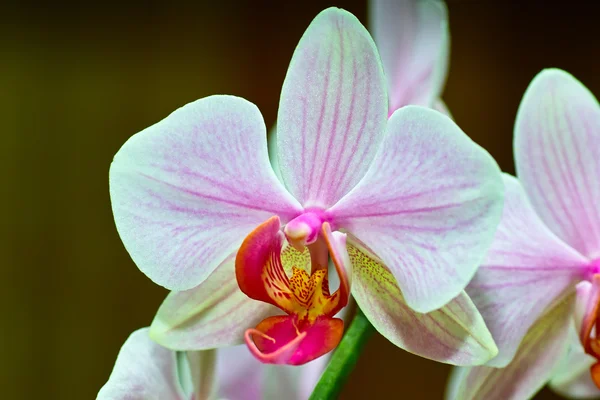 Orchidaceae. — Stock Photo, Image