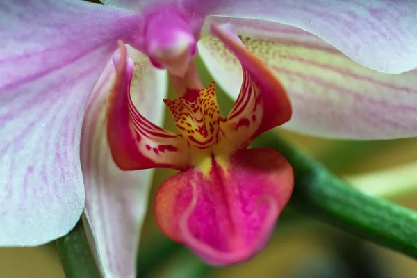 Orchidaceae. — Stock Photo, Image