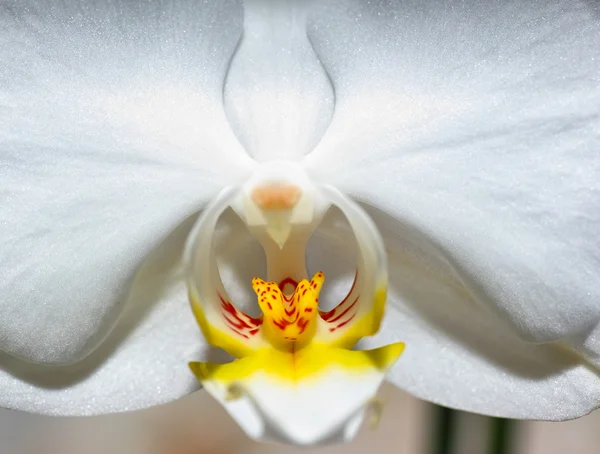 Orchidaceae. — Stock Photo, Image