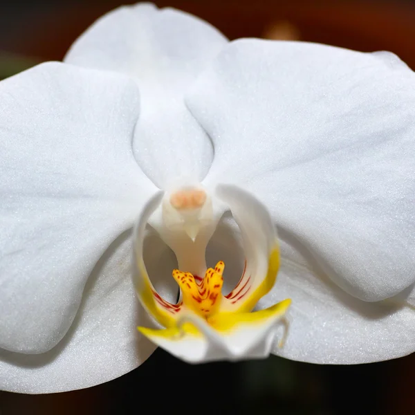 Orchidaceae. — Fotografia de Stock
