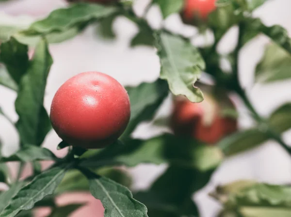 Tomates decorativos . — Foto de Stock