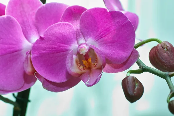 Орхидные. — стоковое фото