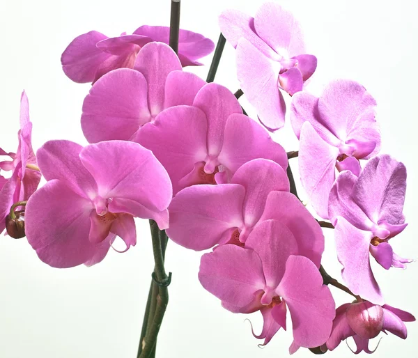 Orchidaceae. — Stock Photo, Image