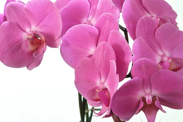 Orchidaceae. — Stock Photo, Image