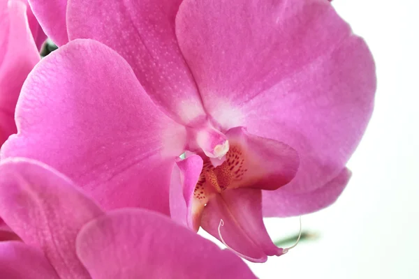 Orchidaceae. — Stock Photo, Image