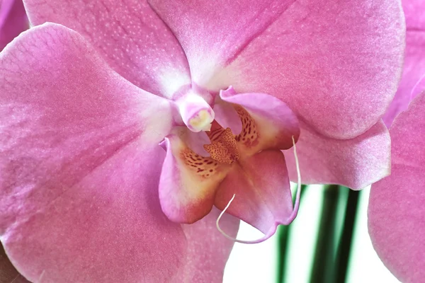 Orchidaceae. — Stock Photo, Image