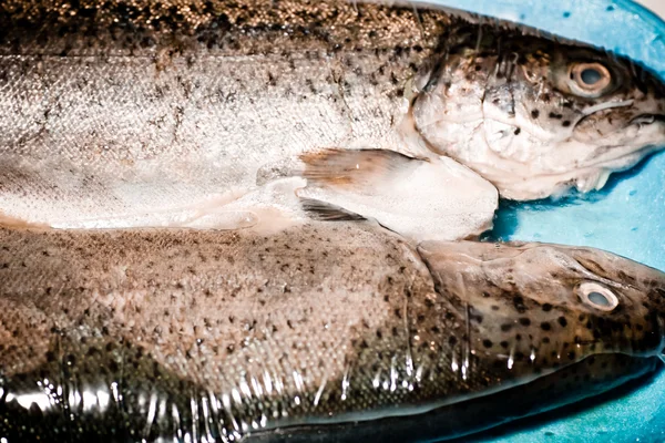 Trout. — Stock Photo, Image