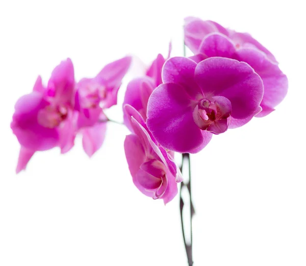 Орхидные. — стоковое фото