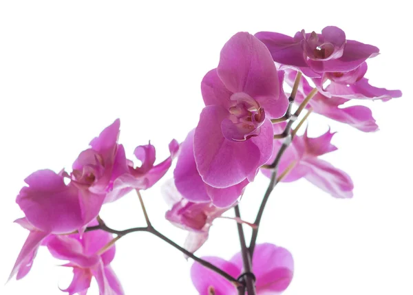 Orchidaceae. — Stock Photo, Image