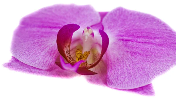 Семейство Орхидей Крупнейшее Семейство Флоксовых Растений Angiospermae Название Происходит Рода — стоковое фото