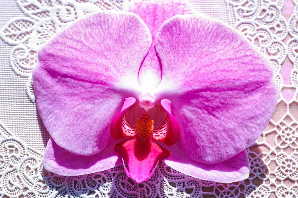 Orchid Family Largest Family Flowering Plants Angiospermae Its Name Derived — Stock Photo, Image