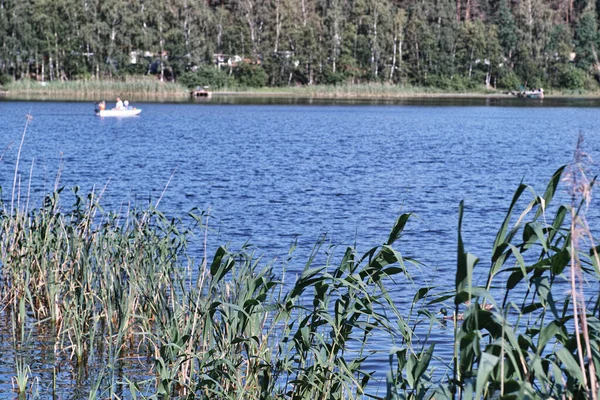 Beautiful landscape in Poland. Lake, plant and forest