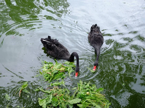 Unique Birds Black Swans Meal Park — Stock Photo, Image