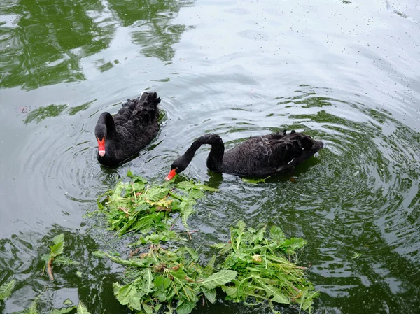 Unique Birds Black Swans Meal Park — Stock Photo, Image