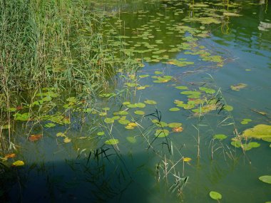 Polonya 'nın Kashubian bölgesindeki Brodno Gölü' nde sıcak yaz günü.