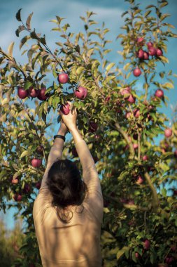 Meyve bahçesinden elma toplayan bir kadın.