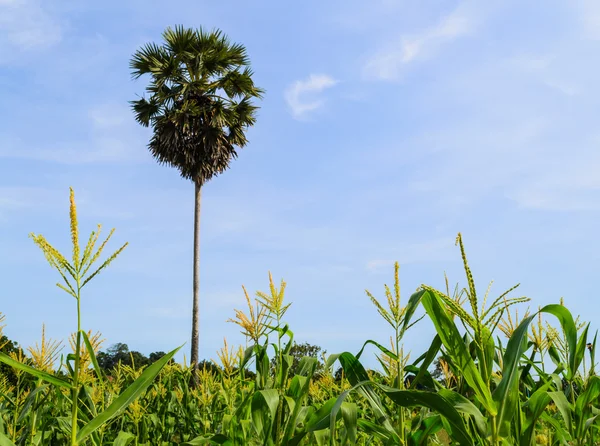 Uma palma de açúcar entre o campo de milho — Fotografia de Stock
