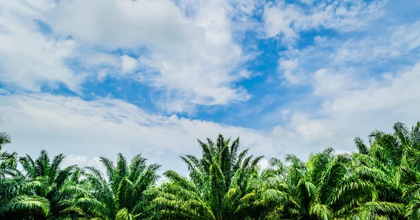 Området för olja palm — Stockfoto