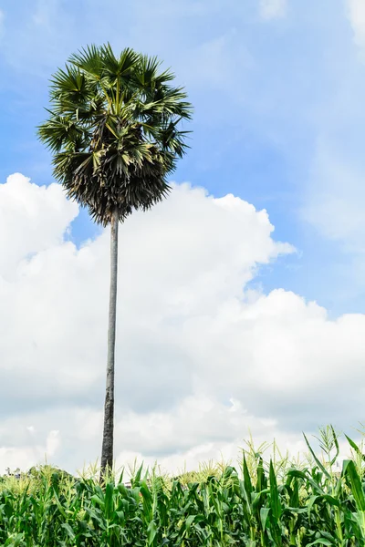 Una palma de azúcar entre el campo de maíz — Foto de Stock