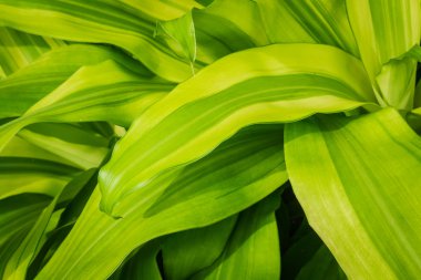dracaenas kraliçesi