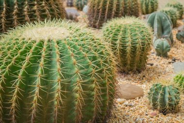 Echinocactus grusonii