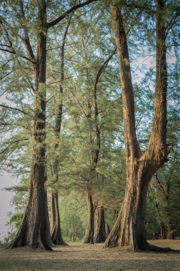 Nai yang Milli Parkı