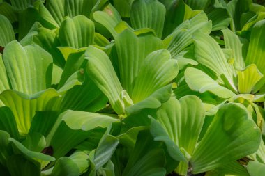 Sivrisinek fern veya su eğreltiotu