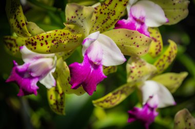 Dendrobium orkide