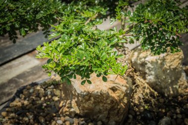 Bonsai ahşap zemin üzerinde