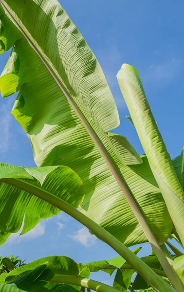 Banana foglie — Foto Stock