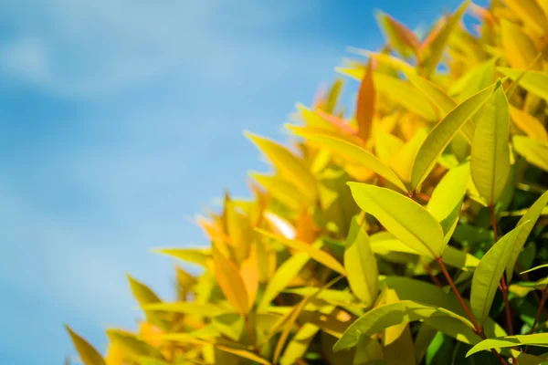 Ein Busch mit blauem Himmel — Stockfoto