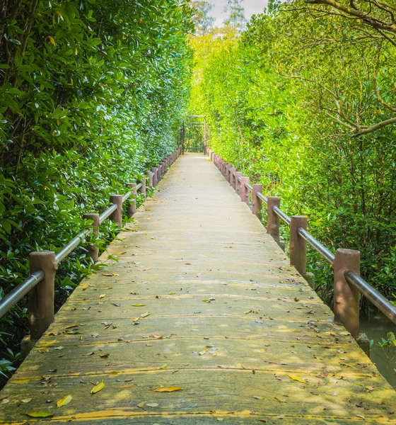 Una manera de caminar entre un bosque de manglar — Stockfoto