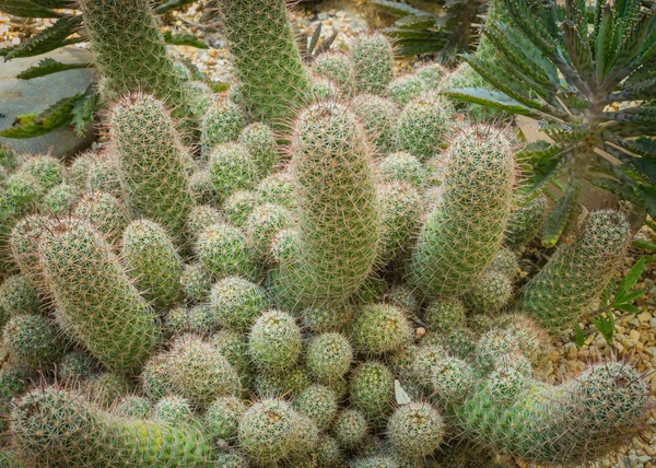 Кактус Ladyfinger — стокове фото